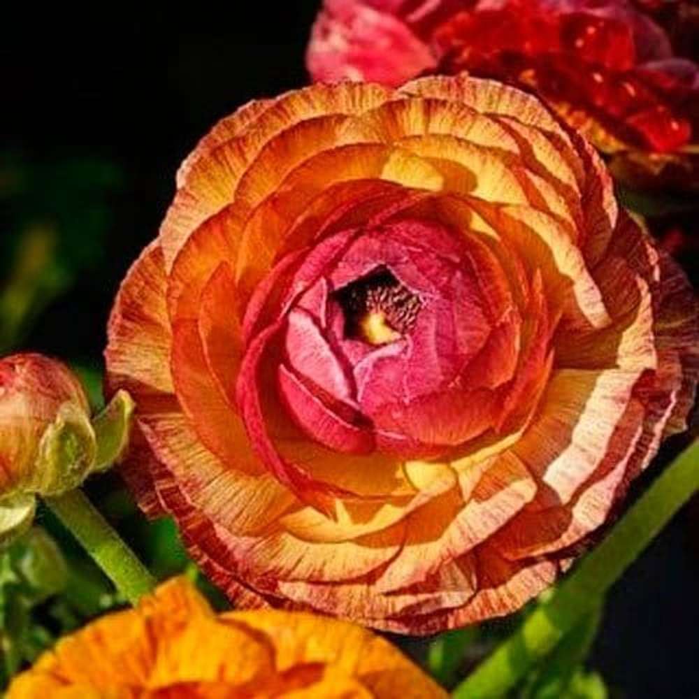 Ranunkel 'Aviv Picotee Café'.